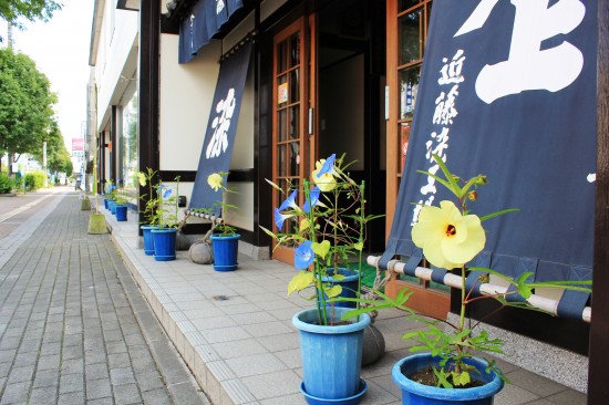 15朝顔鉢植え